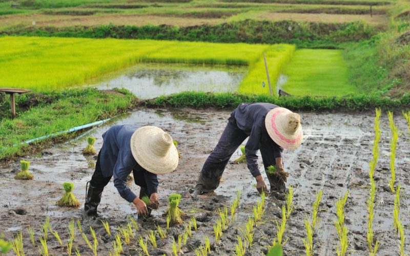 thai-farmer-planting-on-the-paddy-rice-farmland-2021-09-03-19-03-29-utc.jpg